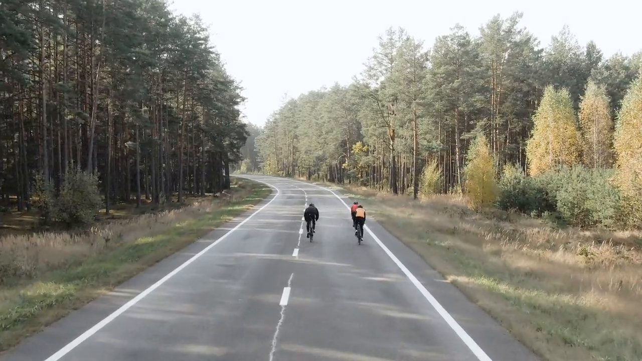 Empty road through pine forest